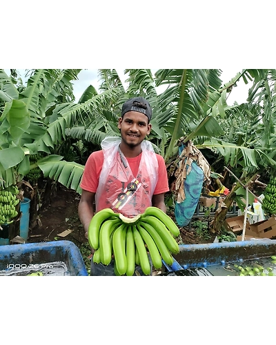 Cavendish Banana Exporter and Supplier from India - Naskar Exim-2
