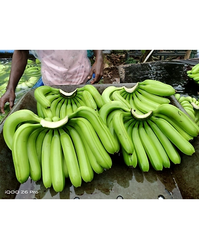 Cavendish Banana Exporter and Supplier from India - Naskar Exim-3