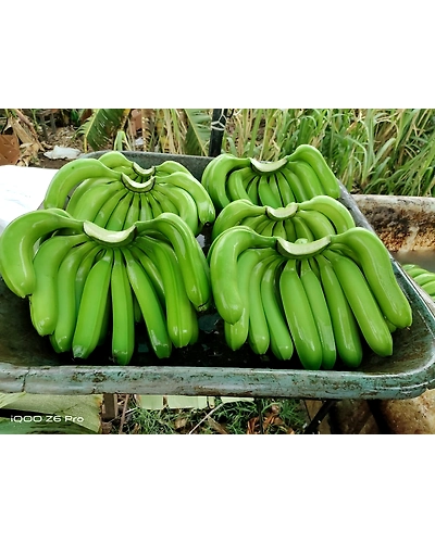 Cavendish Banana Exporter and Supplier from India - Naskar Exim-4