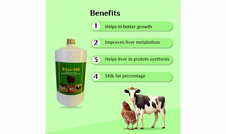 B-Liv-100 Vital Liver Care Nutritional supplement for Dairy and Poultry