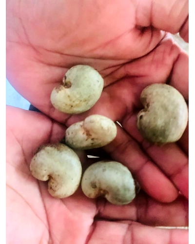 Raw Cashew Nuts-11666854