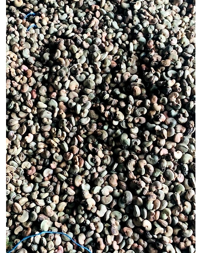 Raw Cashew Nuts-1