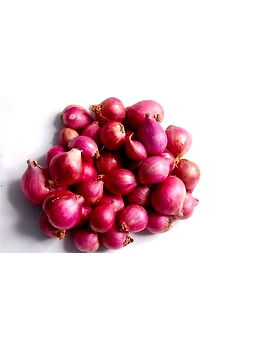 Onion - Small