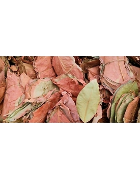 Tendu leaves,