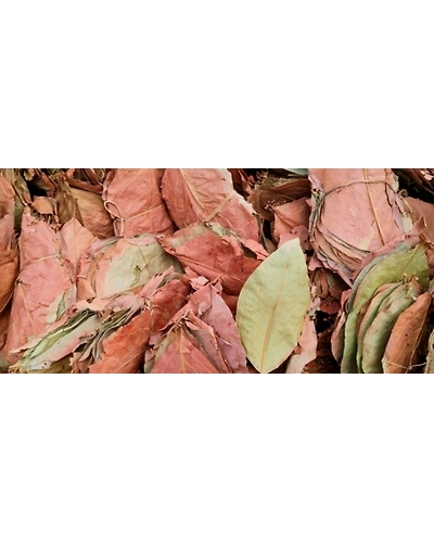 Tendu leaves,-11651120