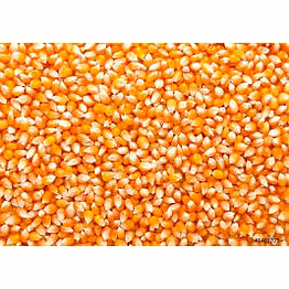 indian maize