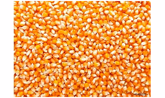 Indian Maize