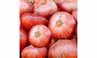 Indian Fresh Onion