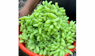 Grapes: Super Sonaka and Thompson