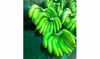 Banana: G9 Cavendish