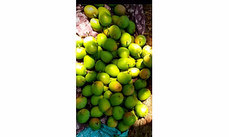 Mango 