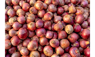 Onion