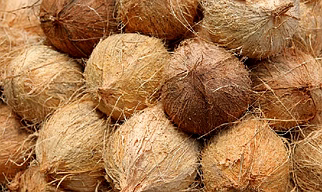Coconut