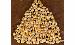 Freeze Dried Corn