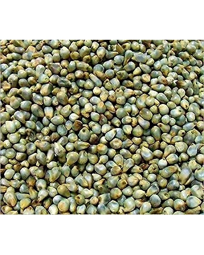 Green Millet-11660732