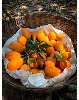 Kesar Mango