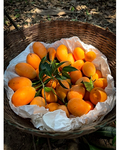 Kesar Mango-11680538