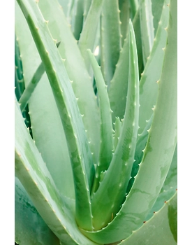 Aloe barbadensis miller (Aloevera Leaves)