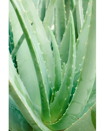 Aloe barbadensis miller (Aloevera Leaves)-11680544