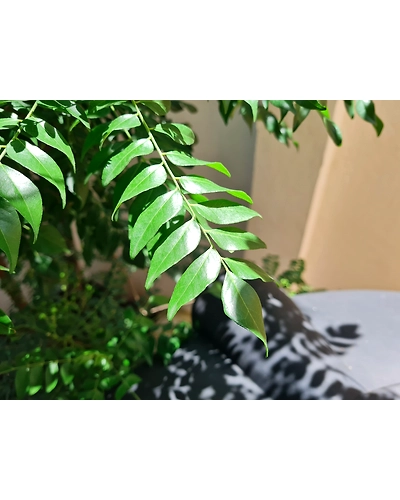 Curry Leaves-11680622