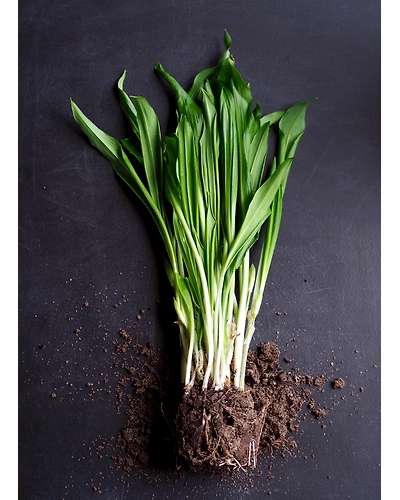 Lemon Grass-11680638