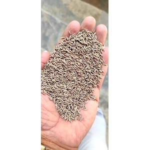 CUMIN, CUMIN SEEDS