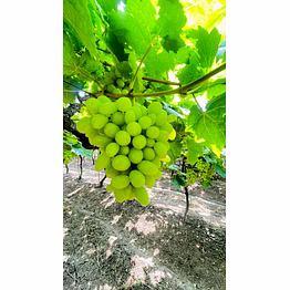 fresh grapes