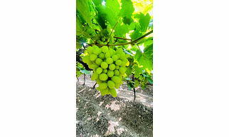 Fresh Grapes