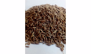 Cumin Jeera