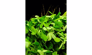 Kasuri Methi