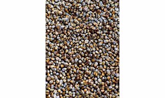 Whole Bajra