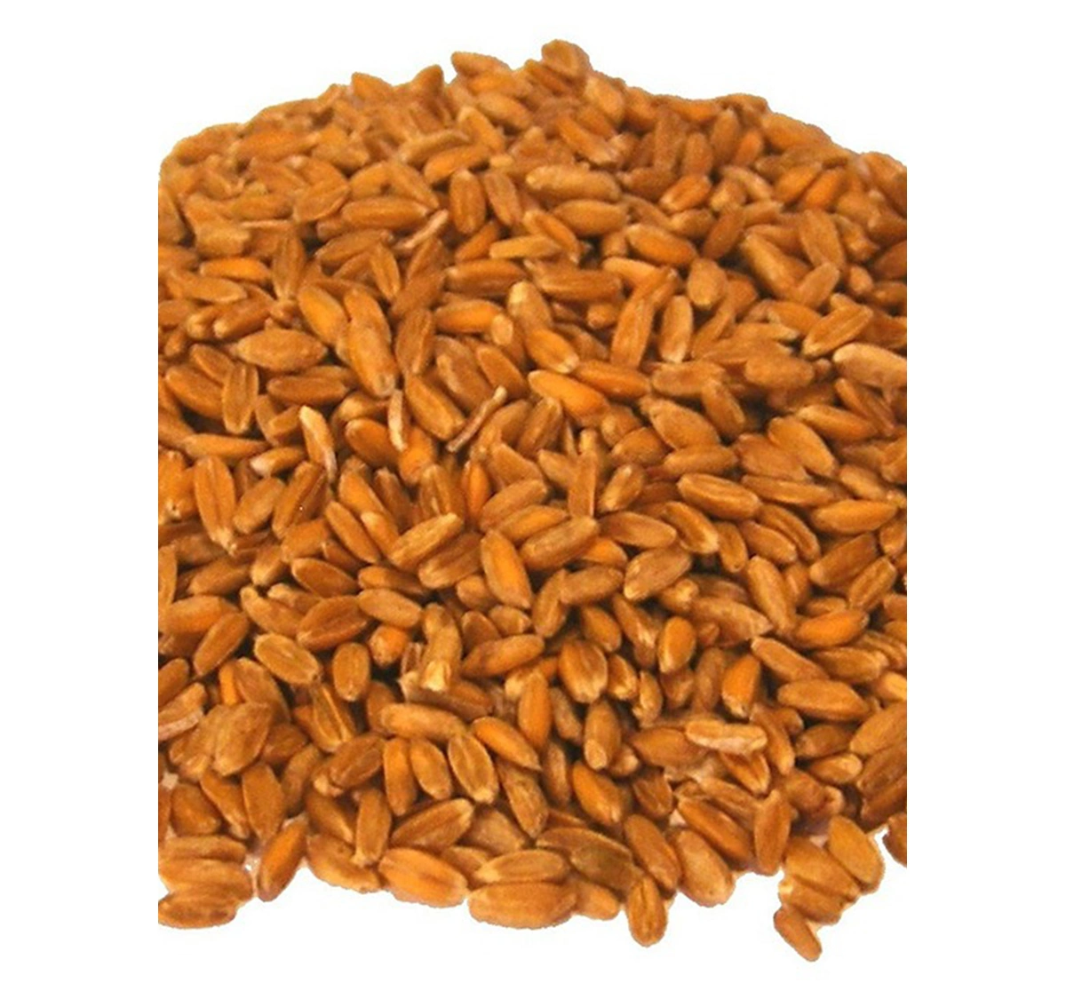 Whole Barley Grain | Creatomac - Exporter of Organic Food Products ...