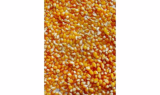 Whole Maize