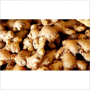 Indian fresh ginger