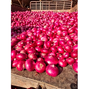 Fresh Red Onion