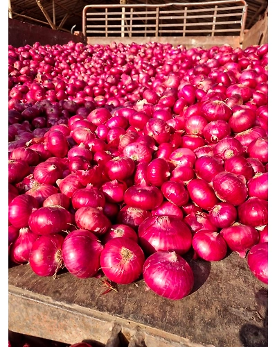 Fresh Red Onion-11692916