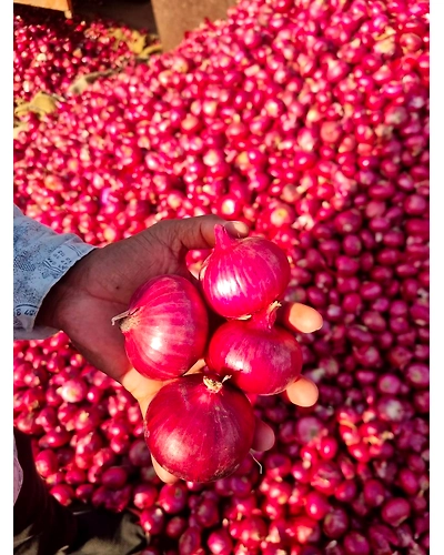 Fresh Red Onion-2