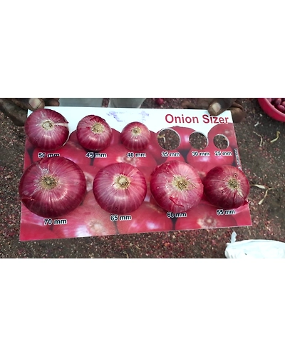 Fresh Red Onion-4