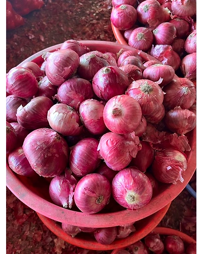 Fresh Red Onion-1