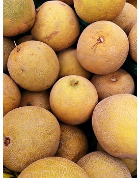 Musk Melon