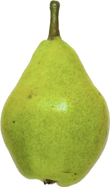 Pear - Indian-Gf1096