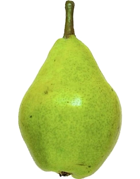 Pear - Indian