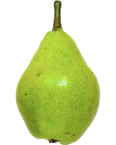 Pear - Indian-Gf1096