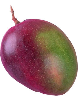Pairi Mango