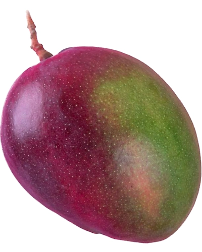 Pairi Mango-Gf1093