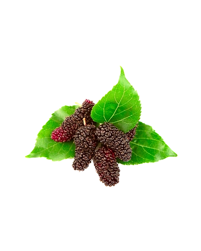 Mulberry-Gf1086