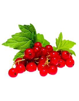 Red Currant