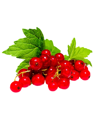 Red Currant-Gf1105