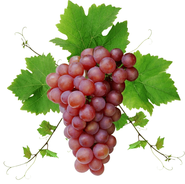 Red Globe Grapes - Imported-Gf1106