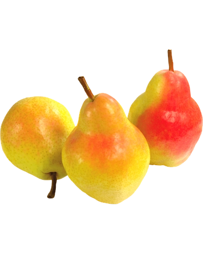 Beauty Pear - Imported-Gf1035